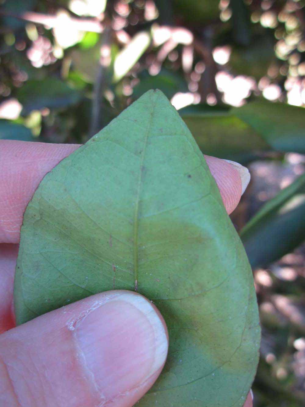              Margin (Winter Haven, FL)       